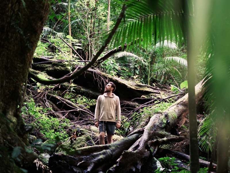 Australien Lamington Nationalpark Regenwald