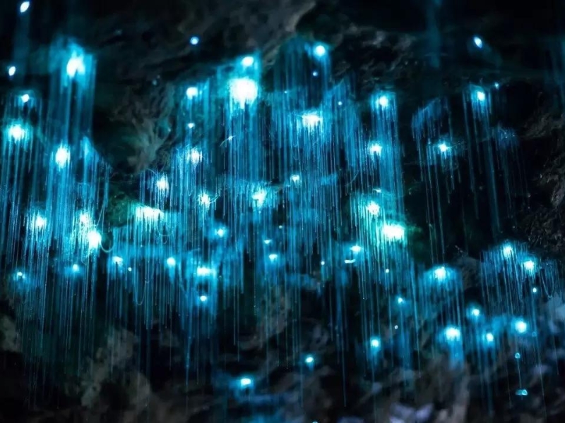 Waitomo Glowworm Caves