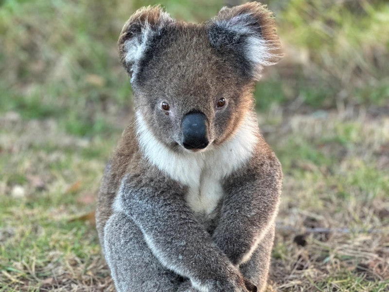 Australien - Kangaroo Island - Koala