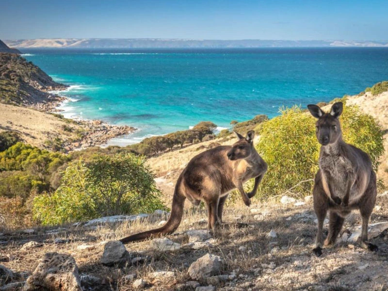 Kängurus auf Kangaroo Island, Australien
