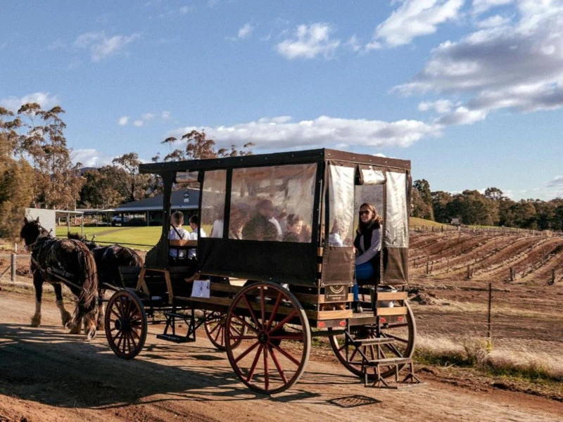 Kutsche wird von Pferden gezogen im Hunter Valley in Australien.