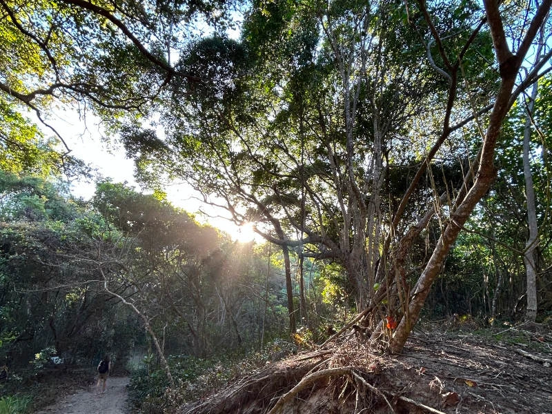 Wanderweg in Port Douglas
