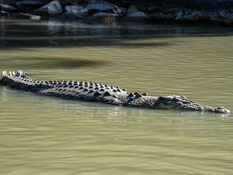 Großes Salzwasserkrokodil schwimmt im Fluss in Australien