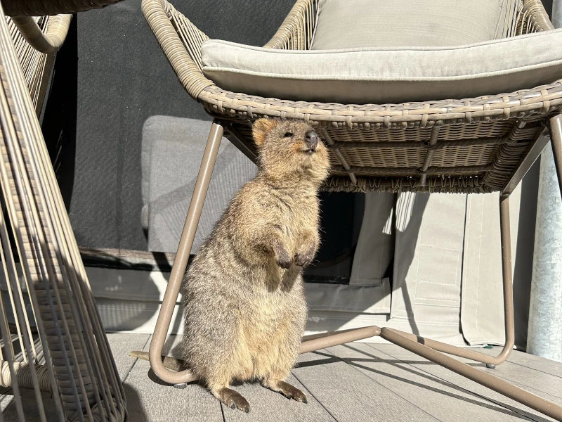 Quokka sitzt unter einem Stuhl auf der privaten Holzterrasse der Unterkunft.