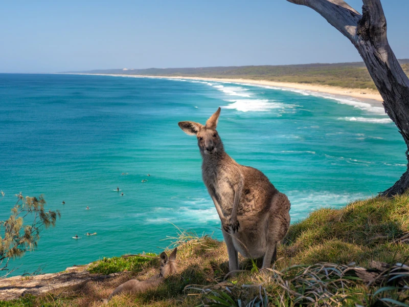 Känguru auf North Stradbroke Island