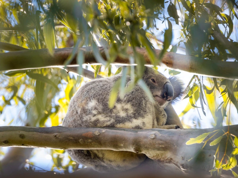 Koalas auf Moreton Island