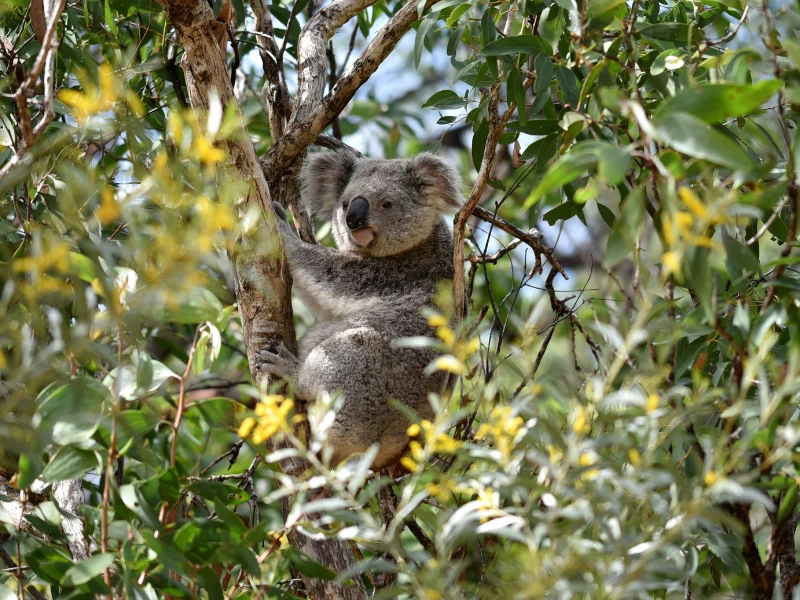 Koala im Baum auf Magnetic Island