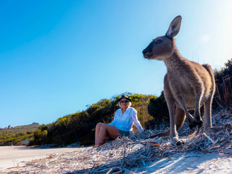 Känguru am Strand von Australien