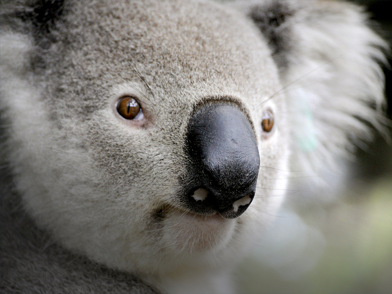 Australien: Gesundheit und medizinische Versorgung | erlebe Australien