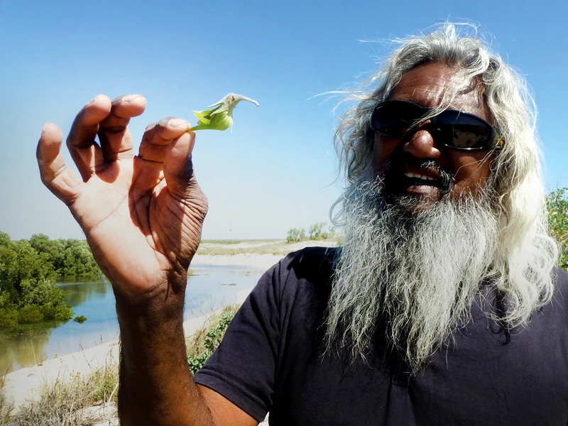 Aboriginal Mann hält eine Pflanzenknospe in der Hand und erklärt etwas im Westen Australiens.
