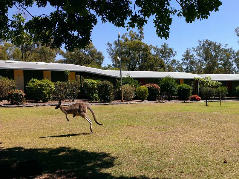 Känguru hüpft über das Farmgelände in Australien.