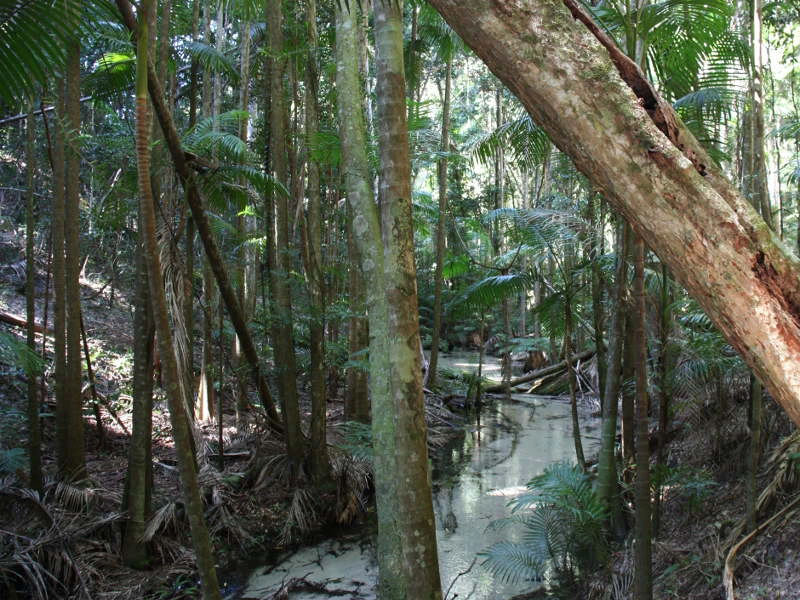 Wald auf Fraser Island