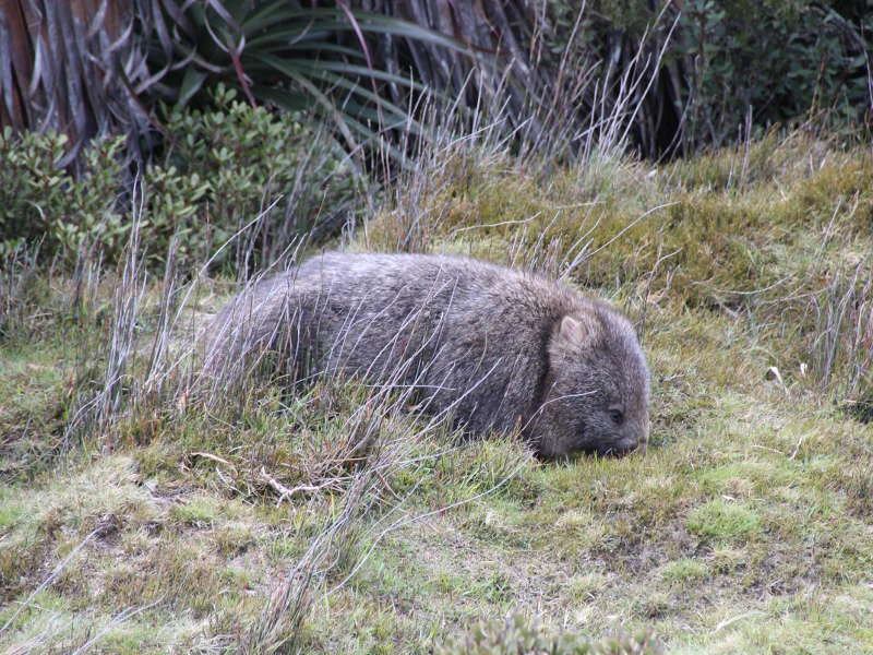 Wombat auf Tasmanien, Australien