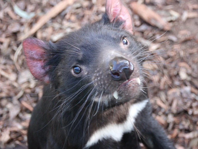 Tasmanischer Teufel bei Hobart, Tasmanien, Australien