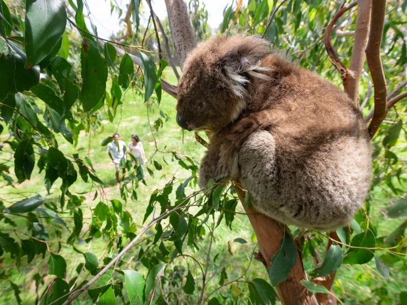 Koala Begegnung Australien