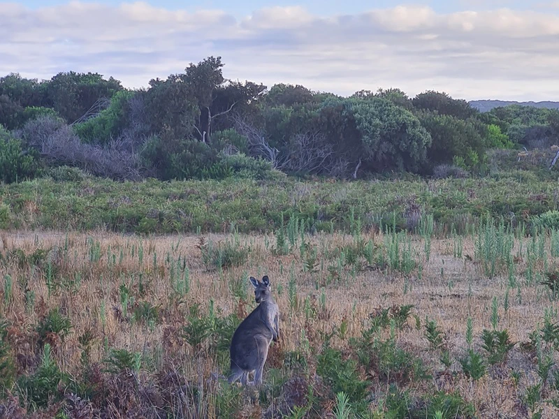 Känguru in der Wildnis Australiens