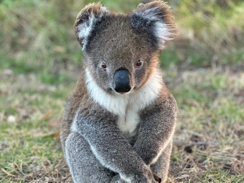 Koala in Australien