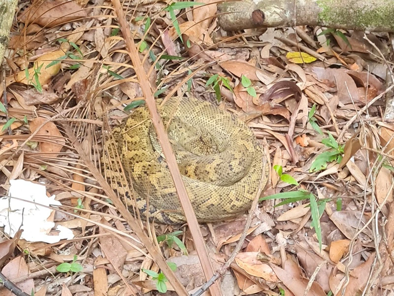 Australische Tiere - Schlange