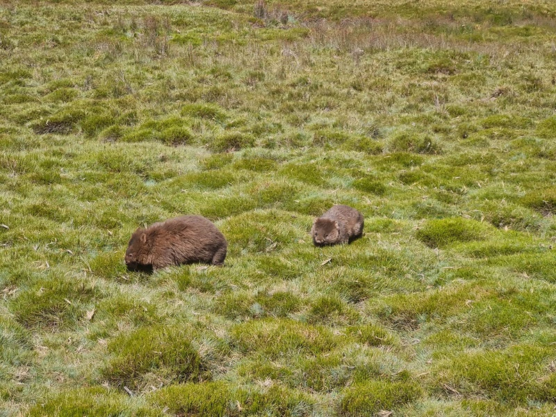 Wombats in Australien