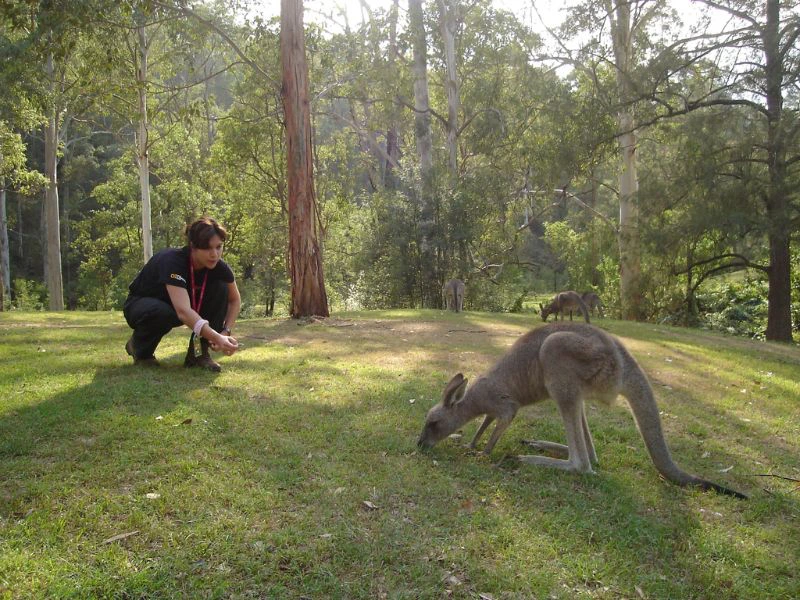 Känguru in Australien