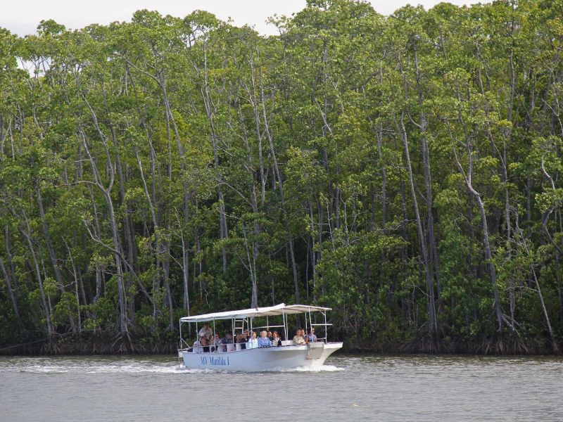 Bootstour im Daintree Nationalpark