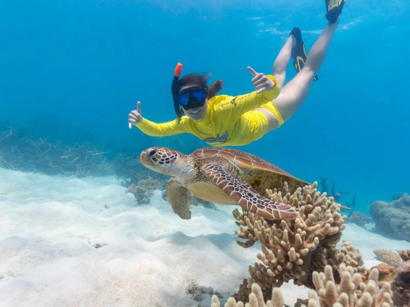Person schnorchelt neben einer Schildkröte am Great Barrier Reef in Australien