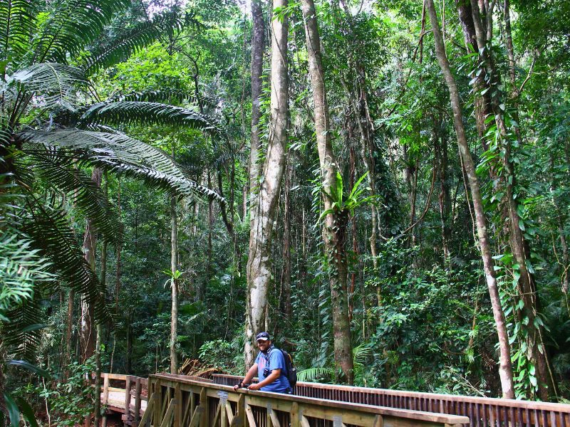 Wandelen door het regenwoud in cape Tribulation