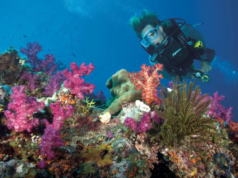 Tauchen am Great Barrier Reef