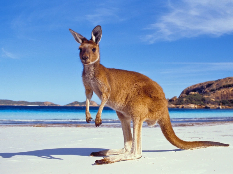 Australien Kangaroo Beach