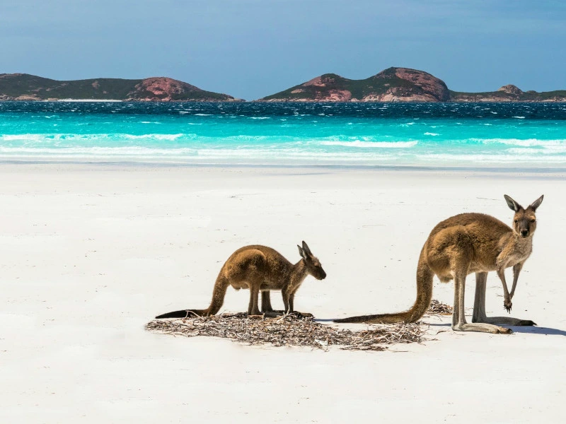 Kängurus am Strand von Lucky Bay in Australien