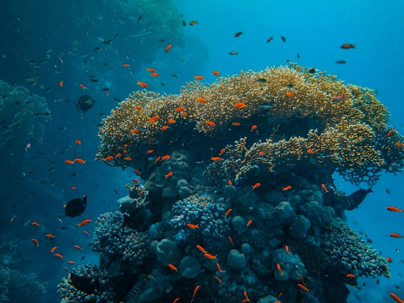 Korallenriff im Turquoise Bay Australien