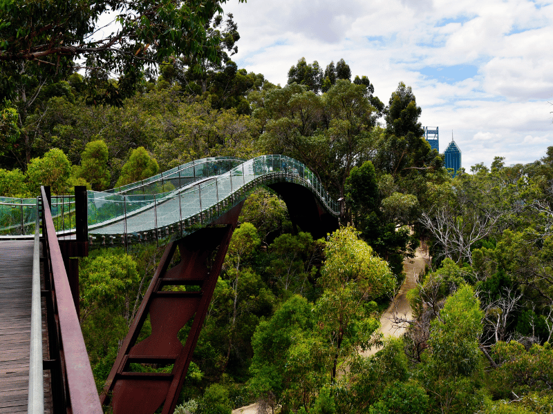 Kings Park Treewalk im Kinkspark