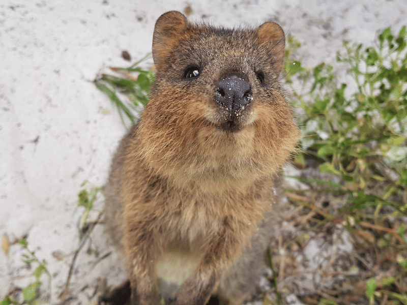 Quokka