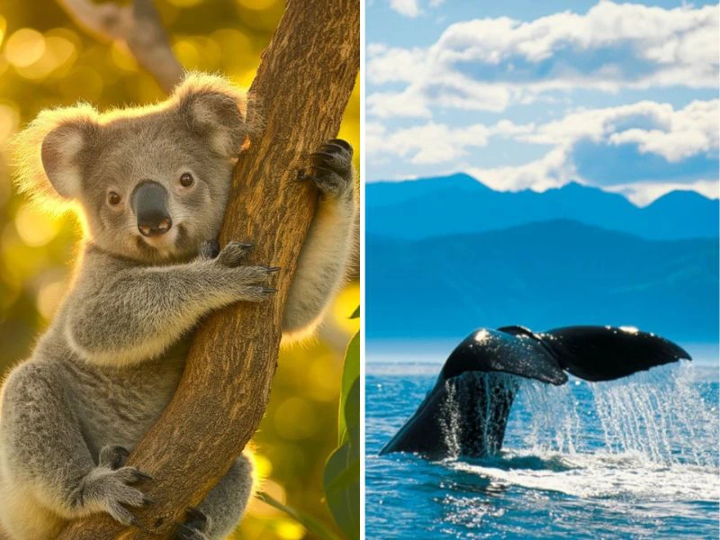 Ein Koala in Australien und ein Wal vor der Küste Neuseelands