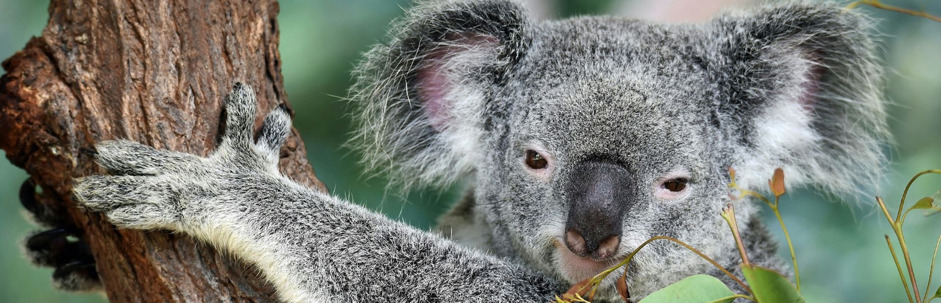 Koala in Australien