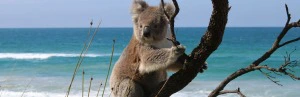 Koala an der KĂĽste Australiens