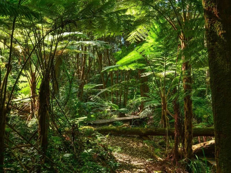 Tarkine regenwoud van Tasmanië