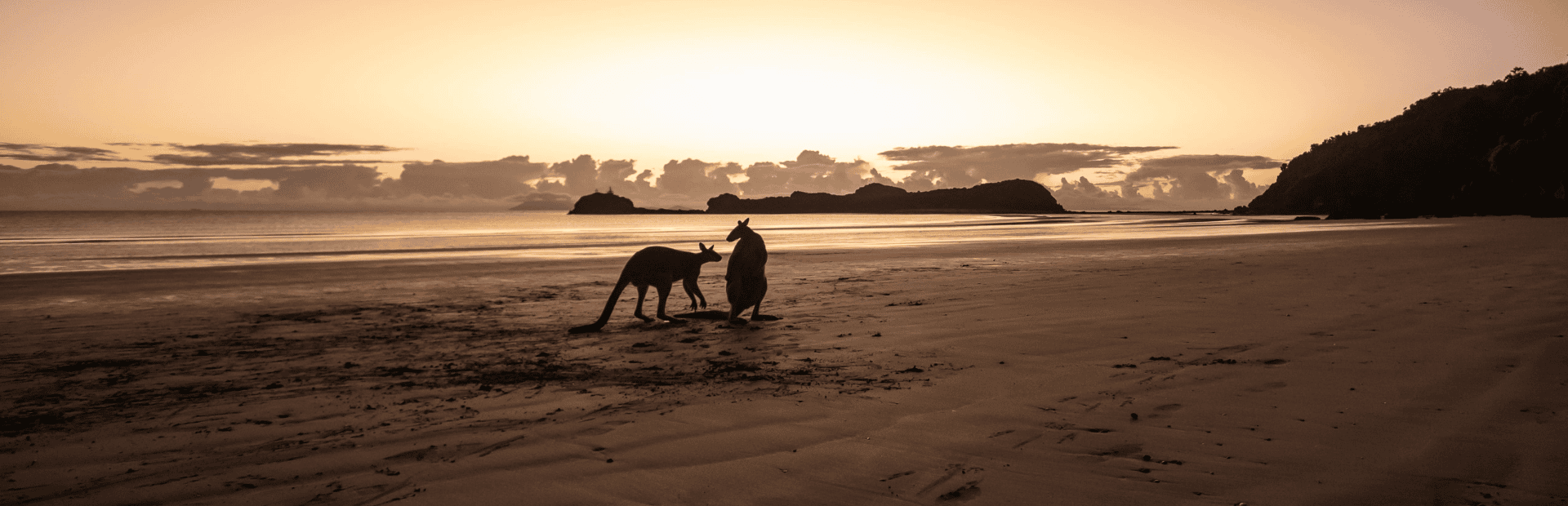 Kängurus am Strand von Australien bei Sonnenuntergang