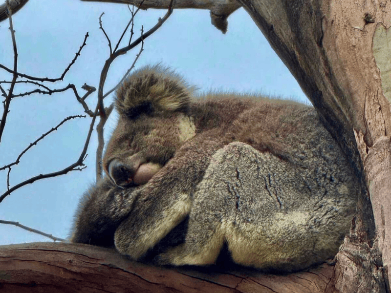 Koala mit Baby im Arm auf einem Baum