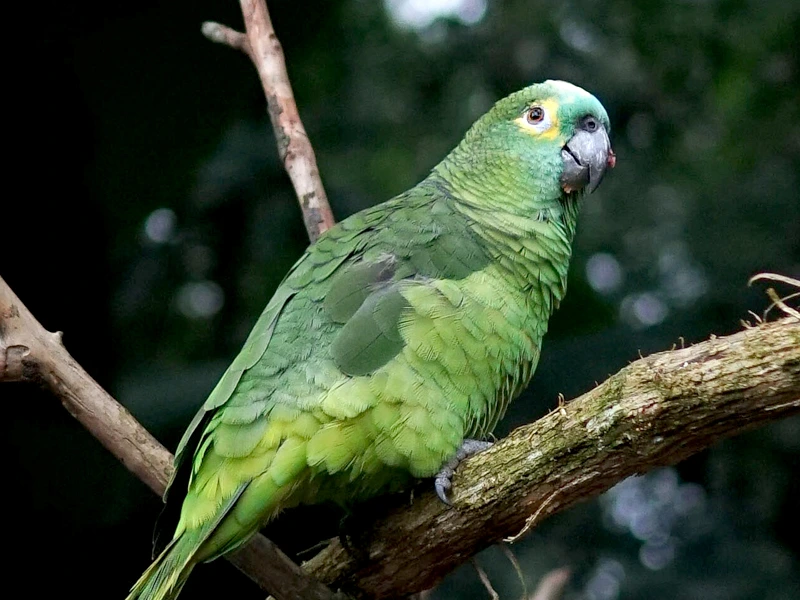 grüner Papagei auf Ästen in Brasilien