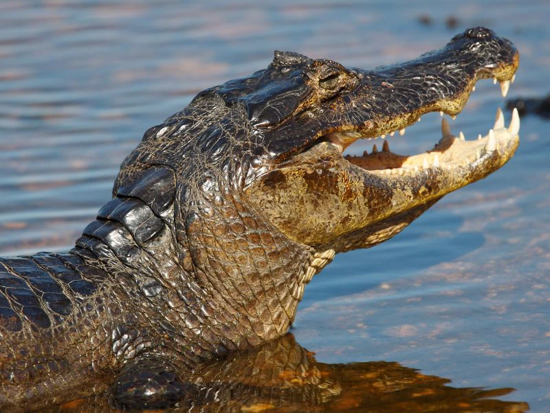 Kaiman am Amazonas in Brasilien