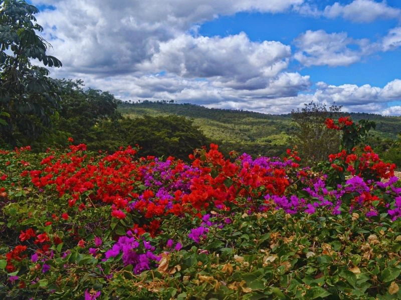 Blumen in der Chapada Diamantina in Brasilien