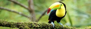 Toucan auf einem dicken Ast in Brasilien