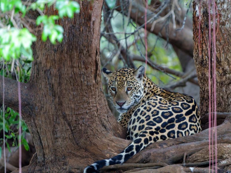 Jaguar im brasilianischen Regenwald