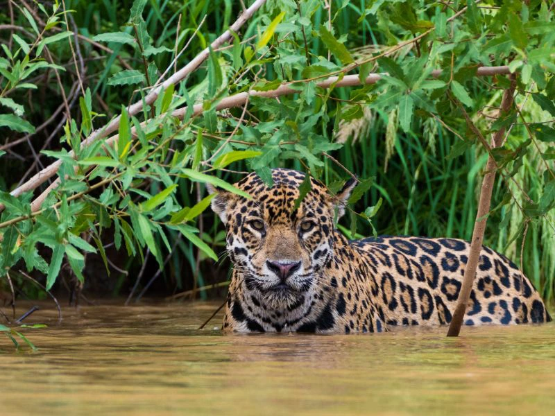 Jaguar im Dschungel von Brasilien