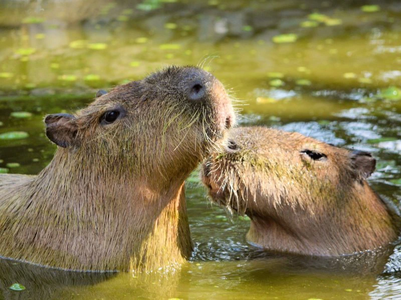 Zwei Capibara im Wasser