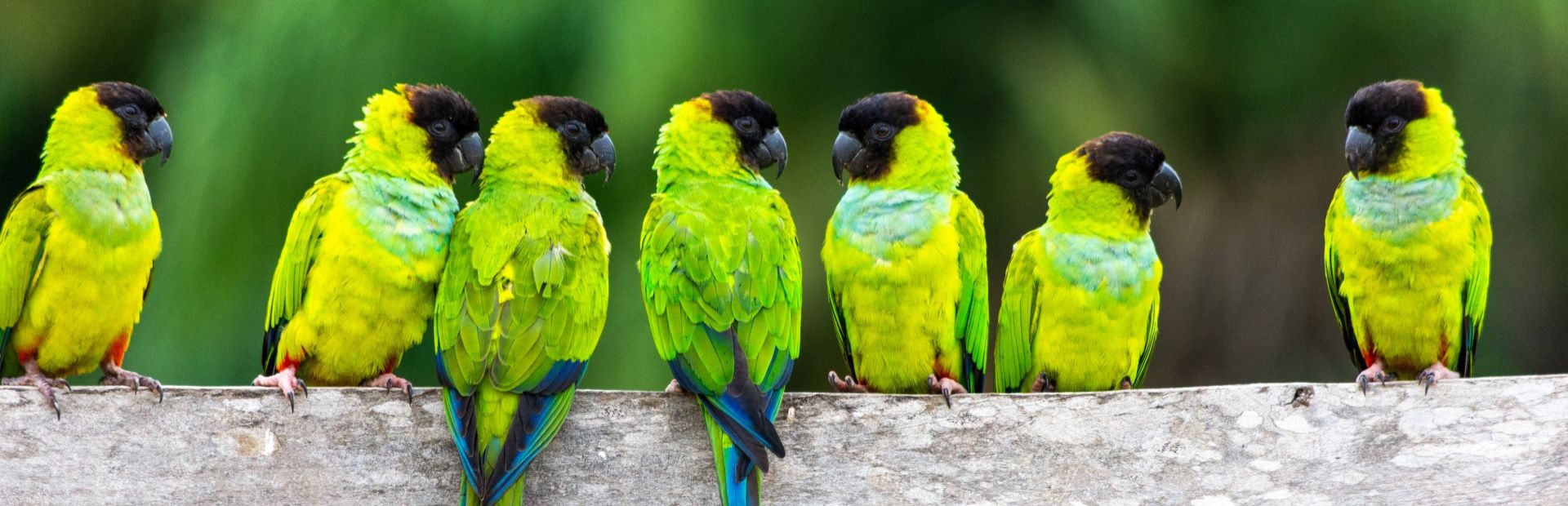 Papageien auf einem Zaun in Brasilien