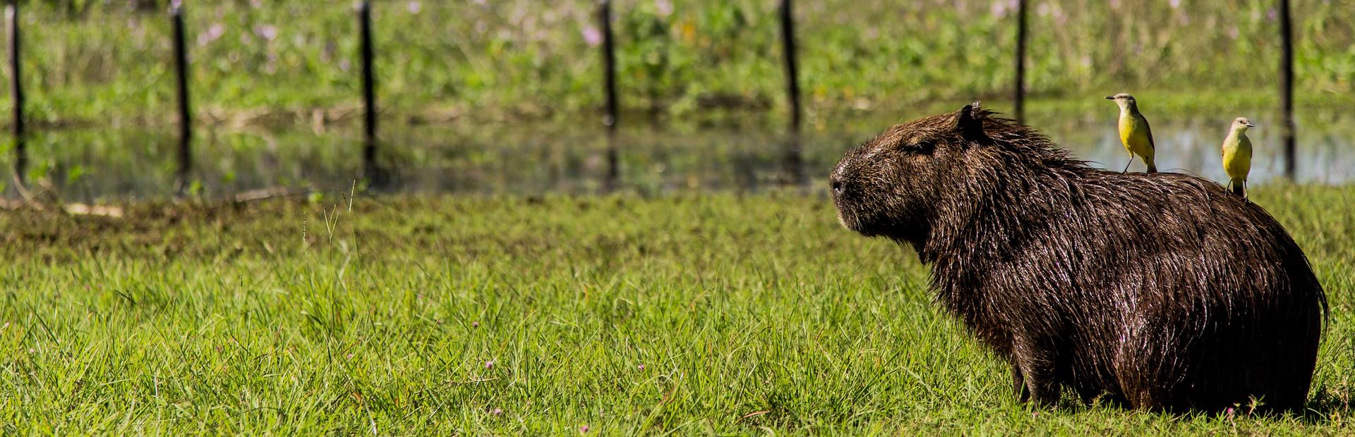 Capybara im Süd-Pantanal in Brasilien