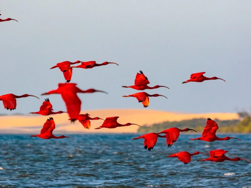 Vögel im Parnaiba-Delta, Brasilien