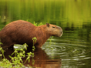 Capybara im Panantal in Brasilien